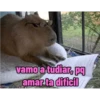 memes de carpinchos capibaras 3
