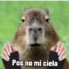 memes de carpinchos capibaras 6