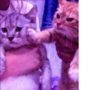 Cat 5