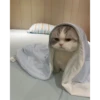 Random Cat Meme V1 6