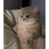 Random Cat Meme V1 7