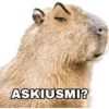 Capibara 5