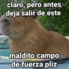 memes de carpinchos capibaras 7