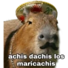 Capibara 6