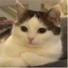 More Animals 9