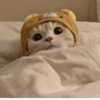 Cat 7