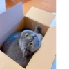 Cat 8