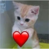 Gatito sosteniendo corazón