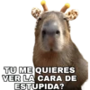 Capibara 8