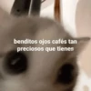 Gatos con frasecitas💬🩷 5