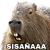 Capibara 9