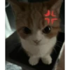 Random Cat Meme V1 9
