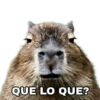 Capibara 10