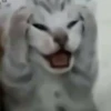 Random Cat Meme V1 10