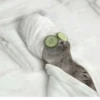 Cat 9