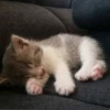 Cat 10