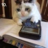 Random Cat Meme V1 12