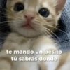 Gatos con frasecitas💬🩷 6