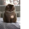 Cat 11