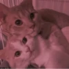 Cat 12