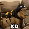 Capibara 12