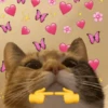 Gato tímido señalando