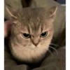 Random Cat Meme V1 13