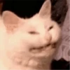 More Animals 11