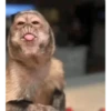 Capibara 13