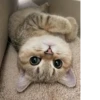 Cat 13
