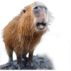 Capibara 14