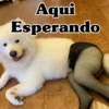 Aqui Esperando