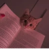 Cat 14