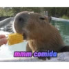 memes de carpinchos capibaras 12
