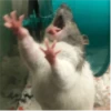 More Animals 13