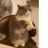 Cat 15