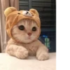 Cat 16