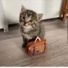 Cat 17