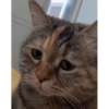 Random Cat Meme V1 15