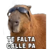 Capibara 17