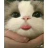 Random Cat Meme V1 17