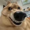 😼 Animalitos MOOD 🐶 10