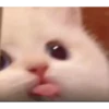 Random Cat Meme V1 18