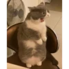 Random Cat Meme V1 19