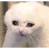 Random Cat Meme V1 20