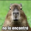 memes de carpinchos capibaras 14