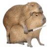 memes de carpinchos capibaras 15