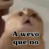 A wevo que no