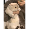 Random Cat Meme V1 22