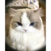 Random Cat Meme V1 23